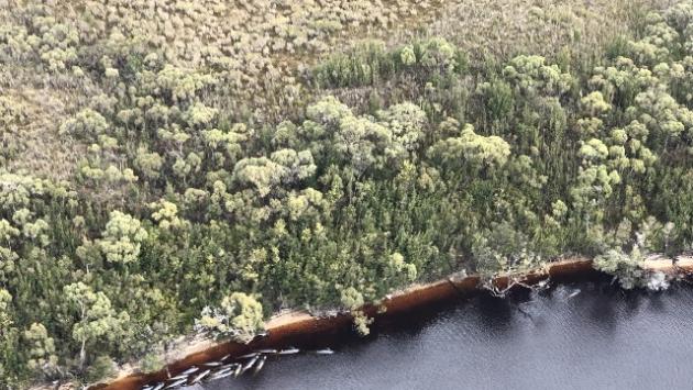 Spiaggiamento in massa di balene e delfini in Nuova Zelanda