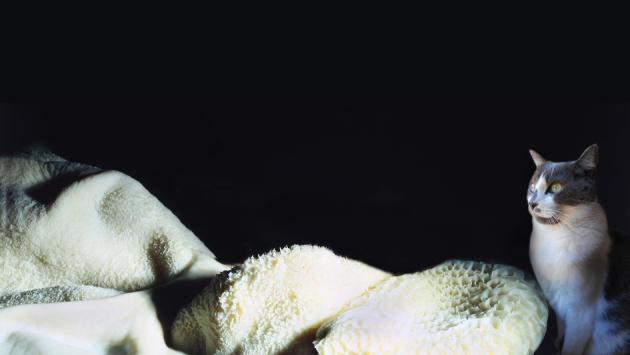 Splendida trippa, come resisterti?