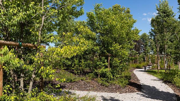 KilometroVerdeParma: 25 euro per un albero con il proprio nome 