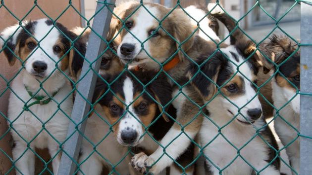Vignali: «Canile e gattile, situazione critica: bocciati dall'esame dell'Ausl»