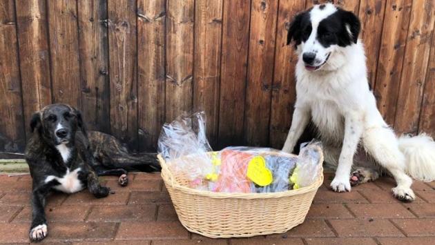 Salsese lascia l'eredità ai cani: 100 mila euro al canile Borgobau