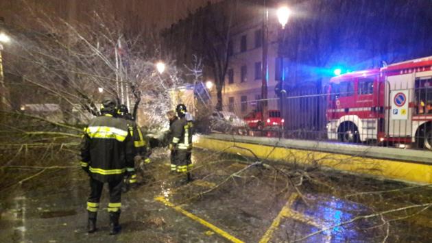 Cade una pianta e sfiora la sede della Pubblica Assistenza