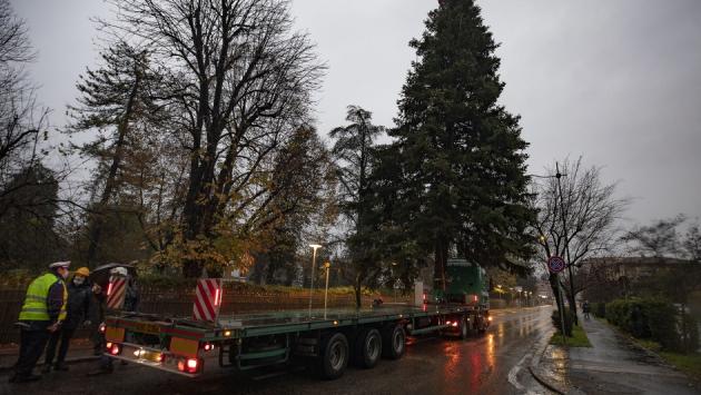 L'albero di Natale arriverà da via Mantova