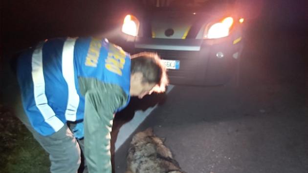 Pontetaro, lupo investito da un camion sulla via Emilia