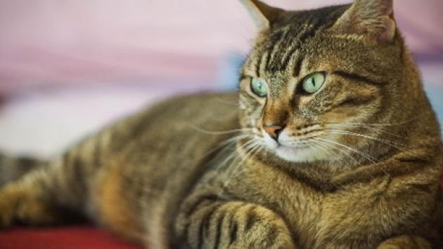 Insegnare a un gatto a non essere aggressivo