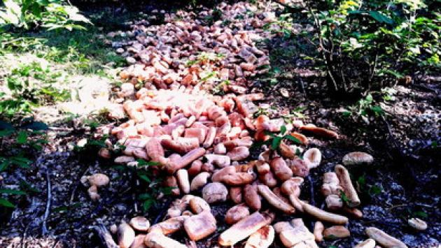 Cinque quintali di pane abbandonati nel bosco