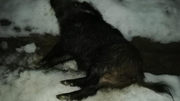 Un altro schianto con un cinghiale: è allarme