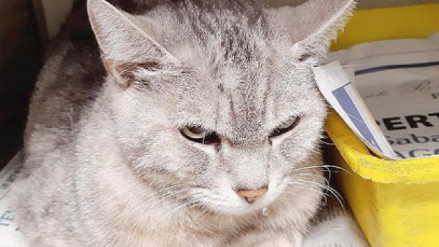 Abbandonano un gatto in una gabbia sul ciglio della strada