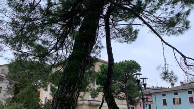 Piazza Matteotti, i pini marittimi saranno abbattuti