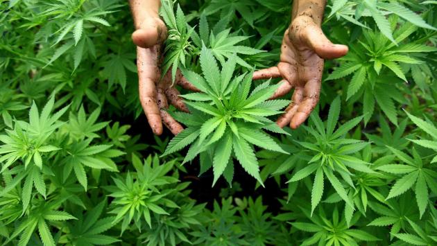 Una casa trasformata in una serra di marijuana: tre arresti