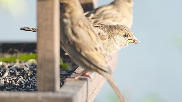 Come aiutare gli uccellini selvatici a superare l’inverno