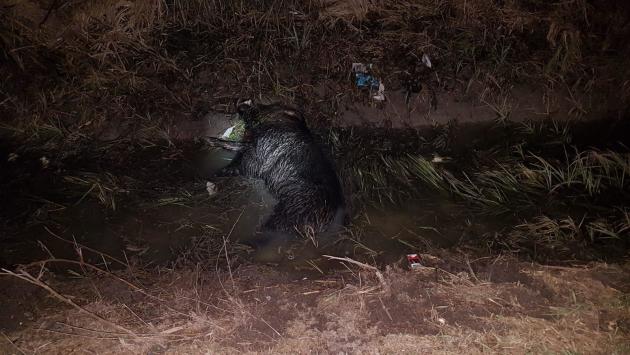 "Cinghiale in strada, incidente con due auto coinvolte" nella Bassa: la foto di un lettore