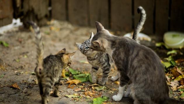 Via al censimento delle colonie feline 