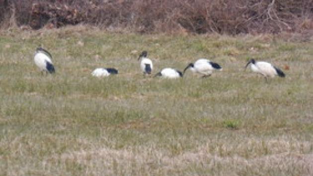 Gli Ibis sacri che banchettano nella nostra zona