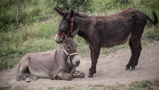Un aiuto per Domitilla e Penelope le asinelle amiche dei bambini