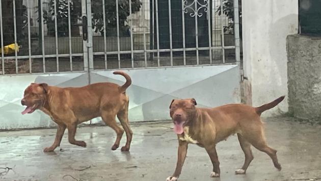 Due grossi cani fuggono dal giardino, sbranano il lagotto del vicino e poi cercano di scavalcare altre recinzioni