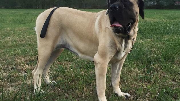 Tentato furto a Malandriano: il mastino mette in fuga tre ladri
