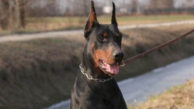 Gomme bucate da mesi in paesino Molise, era il cane 'Billy'