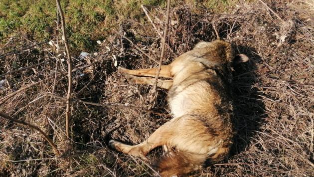 Investito e ucciso Pablo, il lupo del parco del Taro