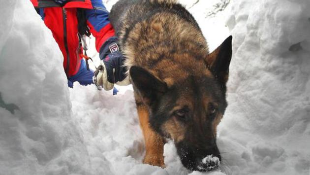 Ferito sui monti rimane 7 notti all'addiaccio con il cane, salvo