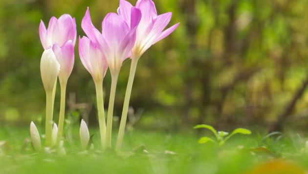 Attenzione al colchicum o "falso zafferano", una famiglia finisce al pronto soccorso  dopo averlo mangiato