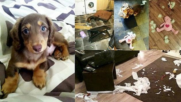 Documentarsi bene per prendere un cane