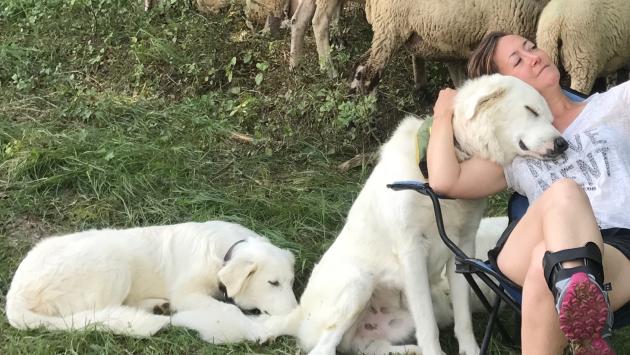 Deborah e Gabriele, allevatori: «Le nostre pecore e la convivenza coi lupi»