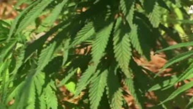 Cannabis: E-R, inserimento prescrizioni 15% Thc Farmalabor