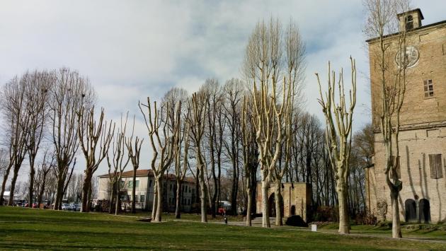 Platani potati: Legambiente contro il Comune