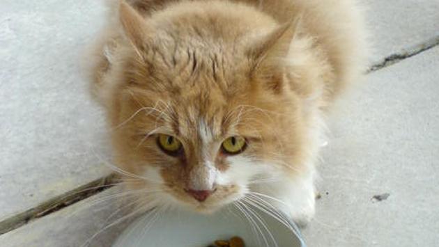 Se il  gatto ha problemi a prendere il cibo