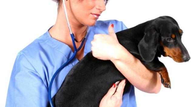 Voglia di un cucciolo ecco come educarlo