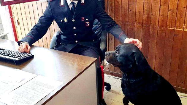 Il rottweiler fidentino si perde a Borgotaro ma si fa adottare dai carabinieri. Che ritrovano il padrone