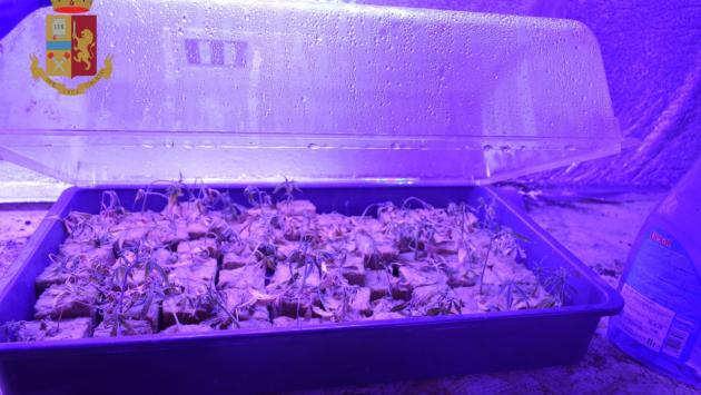 Quella casa diventata serra: patteggiano i coltivatori di marijuana