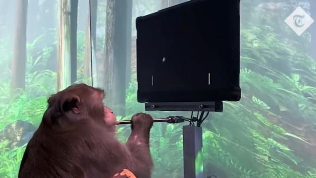 Esperimento di Musk, scimmia gioca ai videogame col pensiero - Video 