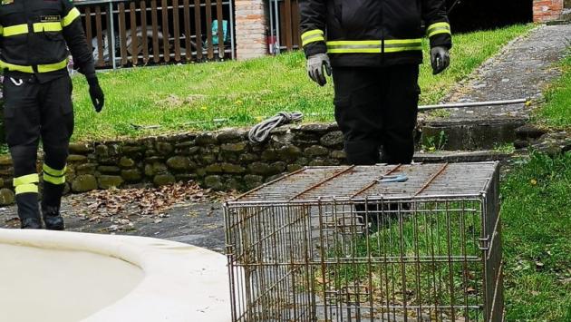 Tasso finisce nella piscina (vuota): salvato dal 115