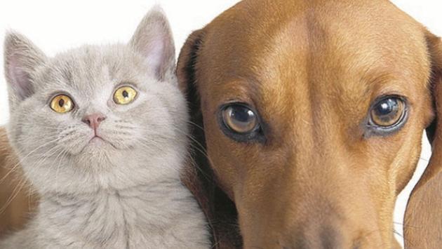 La dermatosi solare nei cani e nei gatti