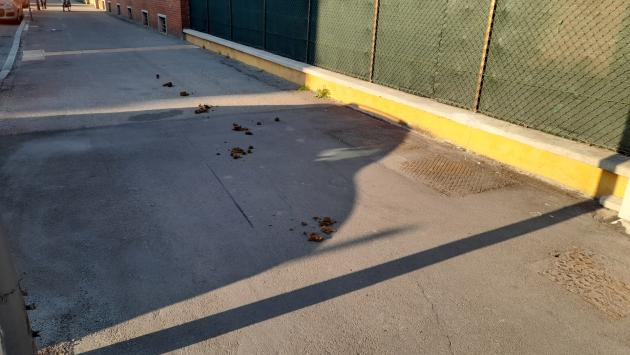 Quel che resta di un cavallo (e del suo padrone) in via Savani 
