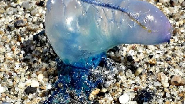 Ambiente: esemplare Caravella portoghese su spiaggia Stretto