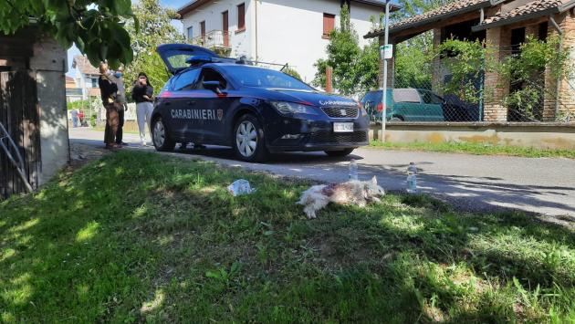 Cagnolina uccisa da 2 pitbull davanti agli occhi della padrona