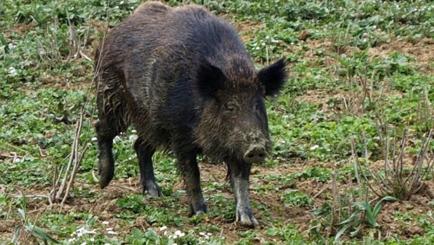 È allarme cinghiali nei giardini: danni (e un po' di paura)