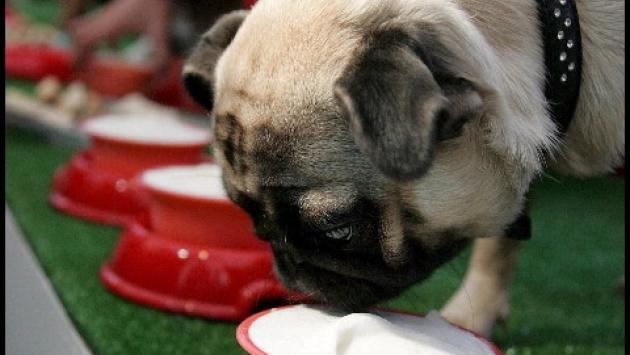 Covid: in Gran Bretagna sei milioni di cani in sovrappeso per il lockdown