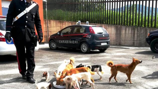 Con 47 cani sul fuoristrada, coppia condannata