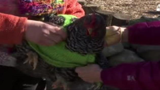 Le galline hanno freddo? Ecco i maglioni Video