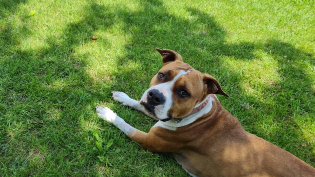 Bocconi killer, cane salvato. La padrona: «I miei animali presi di mira»