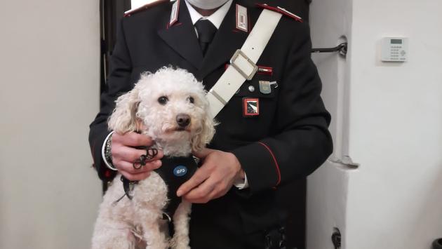 Il barboncino Spillo salvato dai carabinieri