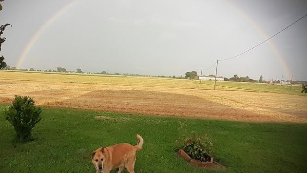 Ritratto di cane con arcobaleno