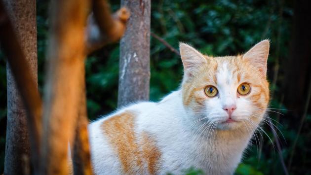 Scuote le lenzuola dalla finestra ma dentro c'era il gatto: arrivano i pompieri