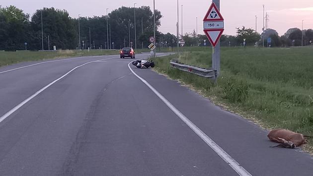 Centra un capriolo in scooter e finisce all'ospedale