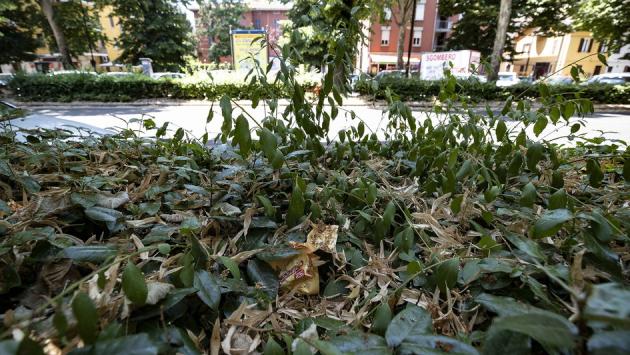 Verde pubblico, la manutenzione ordinaria è carente