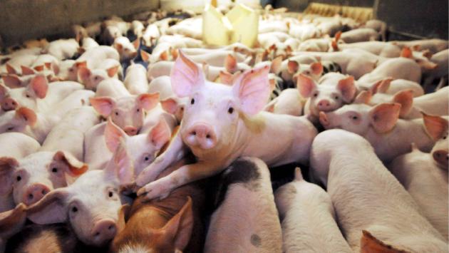 Allevare suini «antibiotic free»: vantaggi e svantaggi a confronto